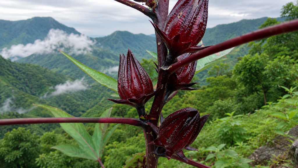 Hibiscus sabdariffa