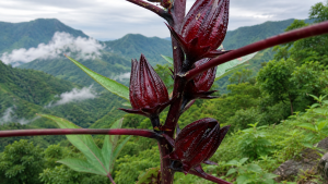 Hibiscus sabdariffa