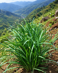 Chives (3)