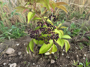 elderberry