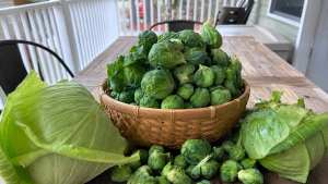 Brussels Sprouts