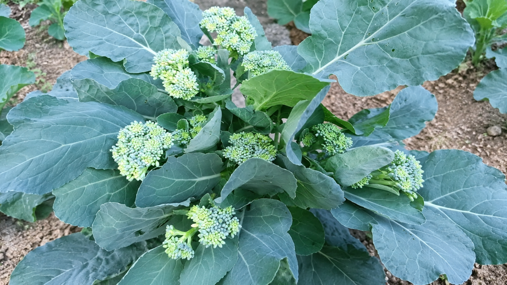 Broccoli
