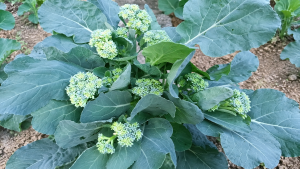 Broccoli