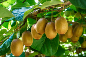 Kiwi
