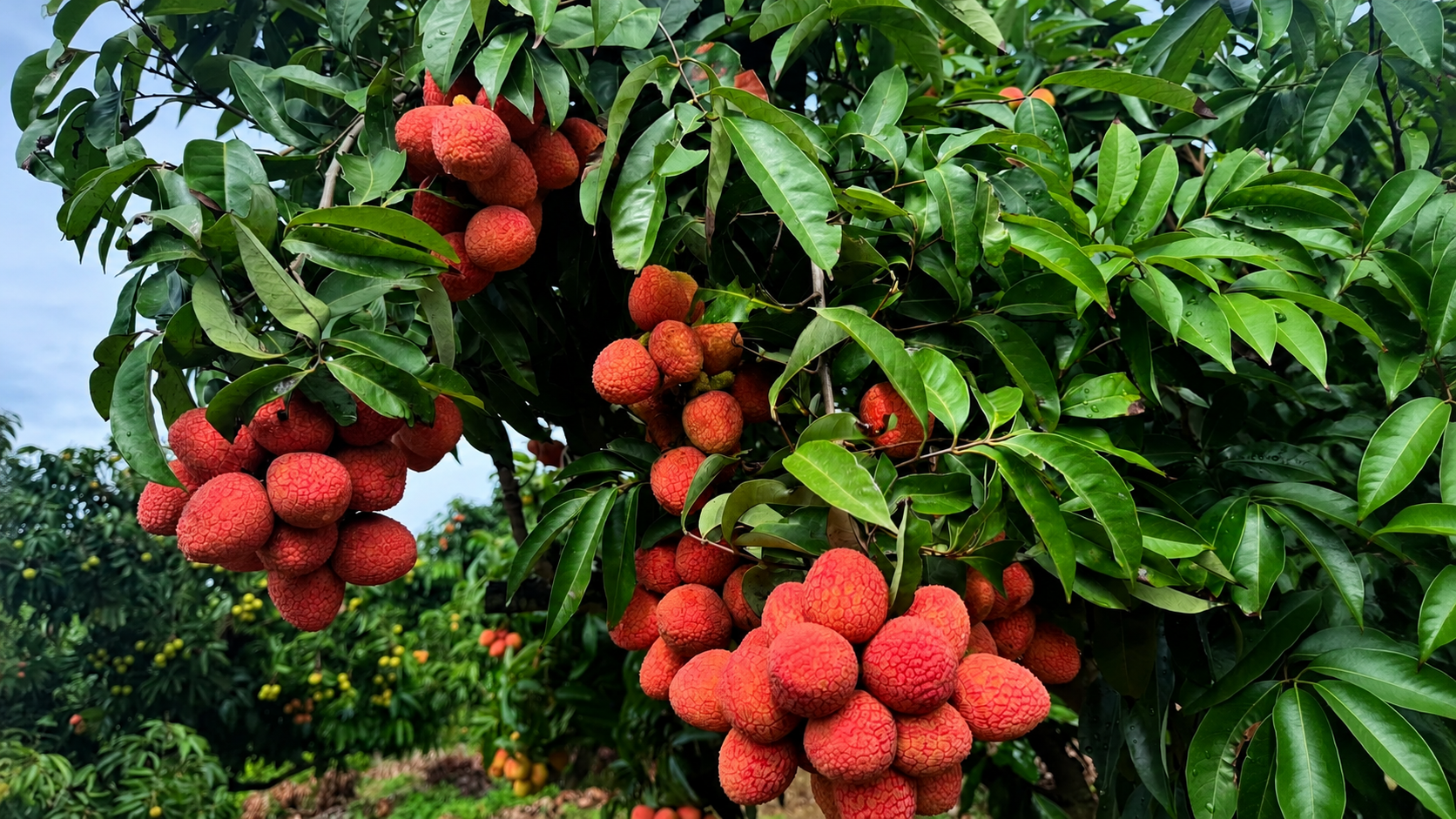 Lychee