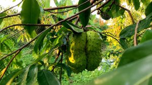 How to Grow Soursop