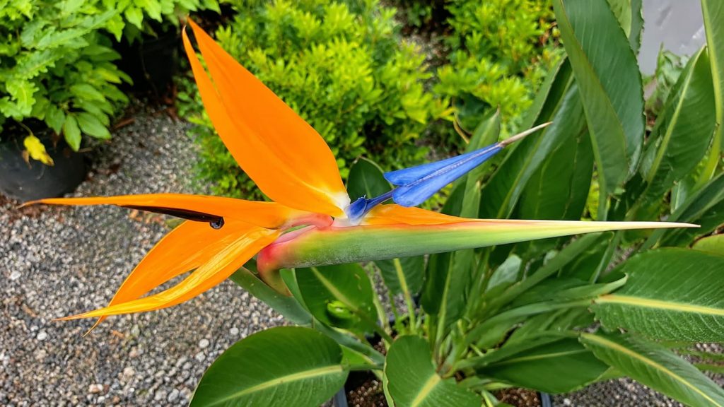 Bird of Paradise Plant