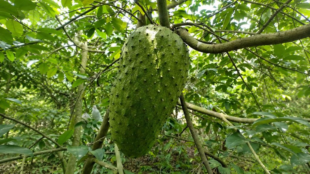 Soursop