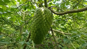 Soursop