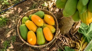 Papaya fruit