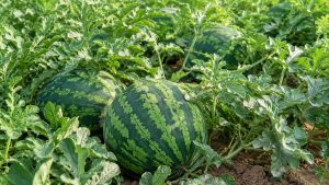 Watermelon