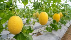 cantaloupe