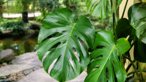 Monstera Plant