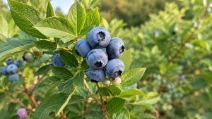 Blueberries