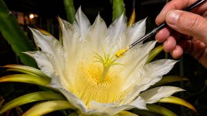 Pollinate Dragon Fruit