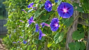 Morning Glory