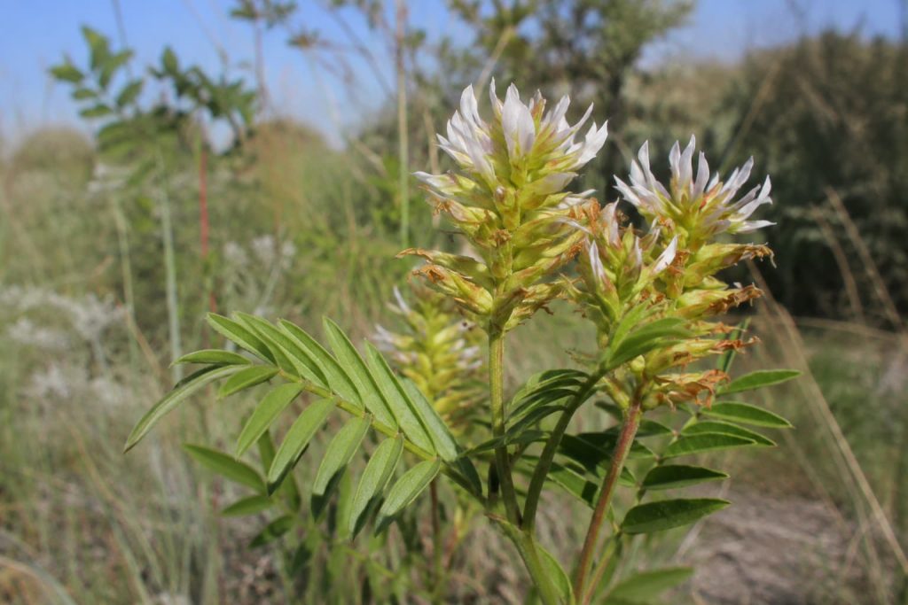 Licorice Root