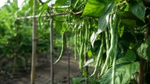 Green Beans