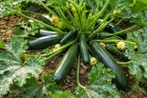 zucchini plant