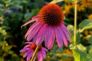 Coneflower Close-Up in Garden
