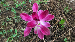Black turmeric flower