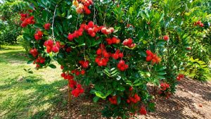 rambutan tree