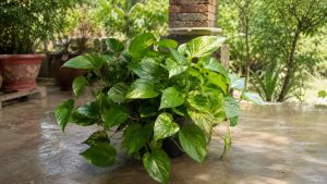 Pothos Plant