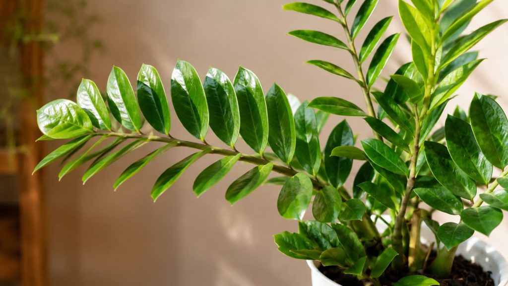ZZ Plant