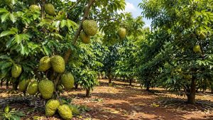 Soursop