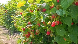 Raspberry
