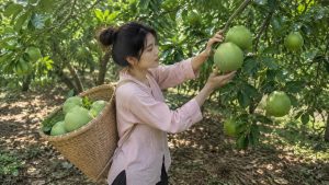 Pomelo: How to Grow