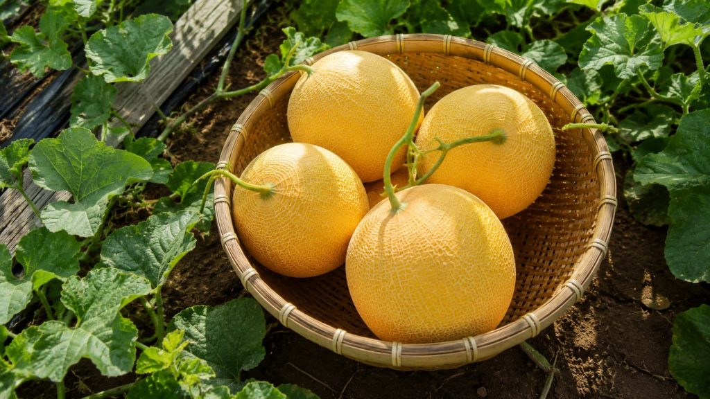 cantaloupe