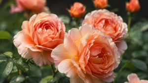 Peach/Apricot Roses