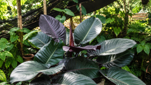 Philodendron