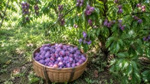 Plum
