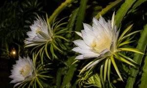 Pollinate Dragon Fruit