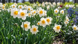 Daffodil