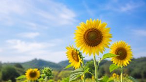 Sunflowers