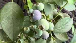 A healthy blueberry bush growing leaves but not producing any fruit.