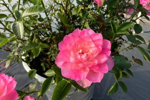 How to Prune Roses
