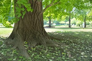 The trunk of an ancient Ginkgo biloba tree
