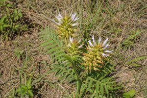 Licorice Root