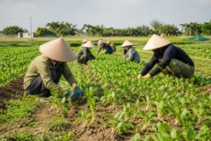 How to Grow and Care for Daikon Radish