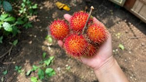 What Does Rambutan Look Like