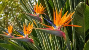 Bird of Paradise Plant