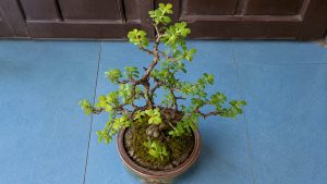 Jade Plant