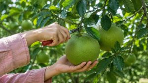 Pomelo: How to Grow