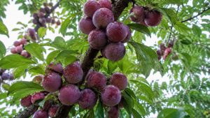 Plum