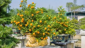 Kumquat