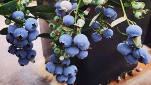 Caring for a blueberry bush to encourage more flowers and fruit production.